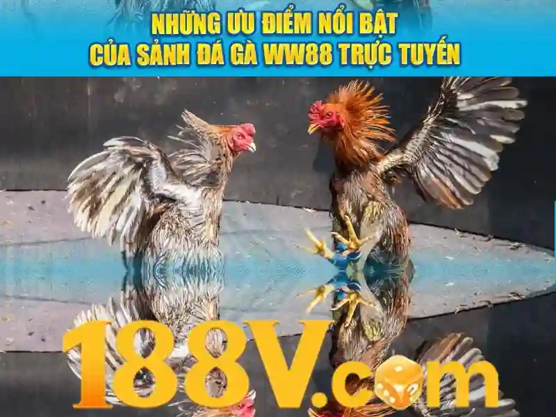 cá cược trực tuyến - 188V - porzo.me cá cược trực tuyến - 188V - porzo.me