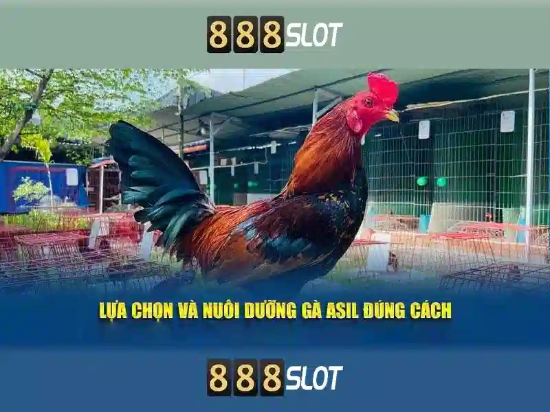 Phản hồi và trải nghiệm của người dùng về judi slot 888