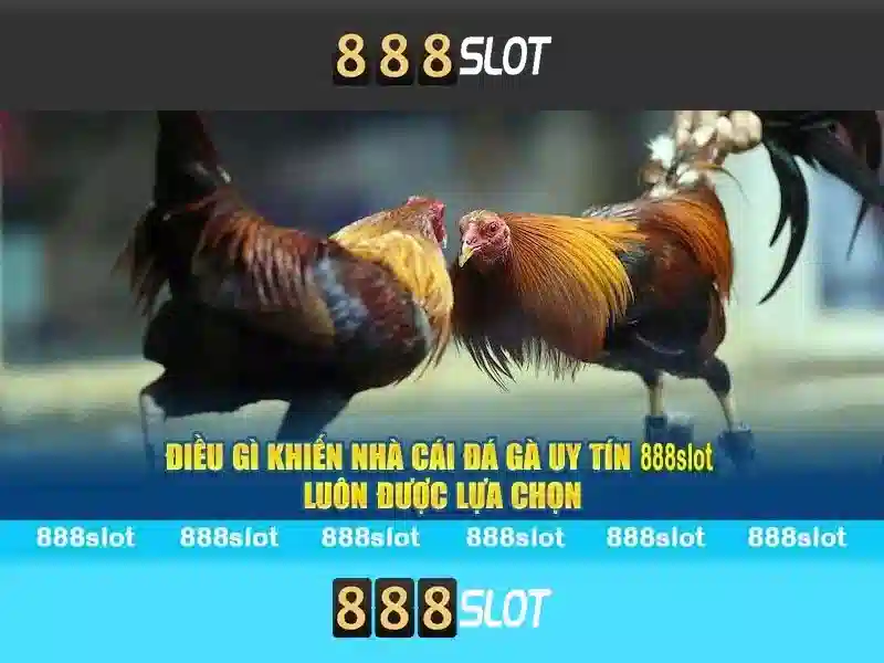 Kết luận và lựa chọn