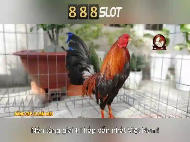 Khuyến mãi và thưởng